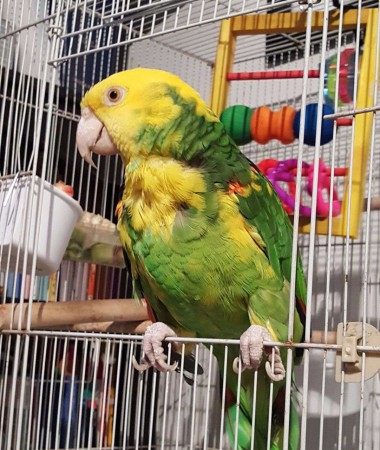 Double Yellow Head Amazon Parrot